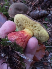 Xerocomellus pruinatus