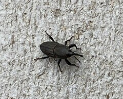 Sphenophorus parvulus