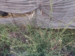 Lactuca indica
