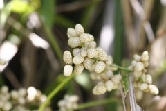 Scirpus ternatanus