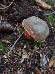 Xerocomellus pruinatus