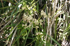 Scirpus ternatanus