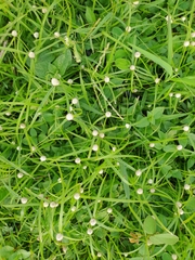 Cyperus mindorensis