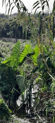 Alocasia macrorrhizos