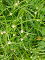 Cyperus mindorensis