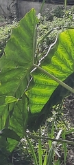 Alocasia macrorrhizos