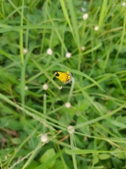 Tridax procumbens