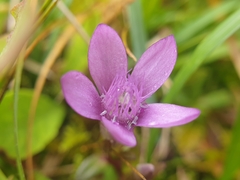 Gentianella germanica