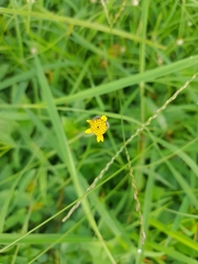 Tridax procumbens