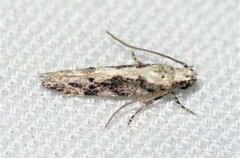 Coleotechnites florae