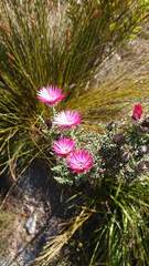 Phaenocoma prolifera