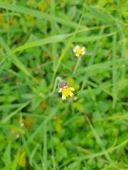Tridax procumbens