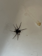 Tegenaria domestica