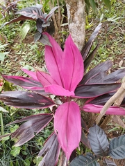 Cordyline fruticosa