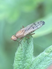 Opomyza