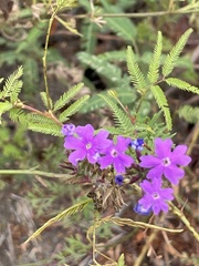 Verbena pulchella