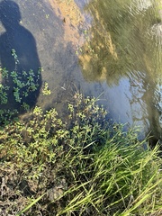 Ludwigia peploides glabrescens