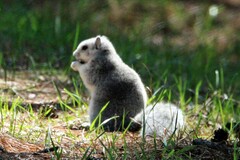 Sciurus niger cinereus