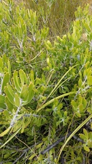 Leucospermum cuneiforme