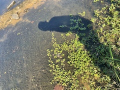 Ludwigia peploides glabrescens