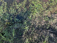 Ludwigia peploides glabrescens