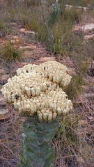 Syncarpha milleflora