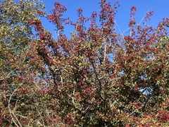 Crataegus monogyna