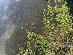 Ludwigia peploides glabrescens