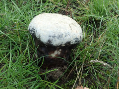 Calvatia lilacina