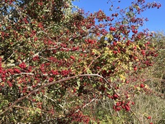Crataegus monogyna