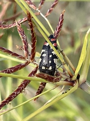 Acmaeodera disjuncta