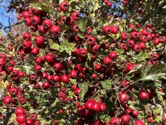Crataegus monogyna