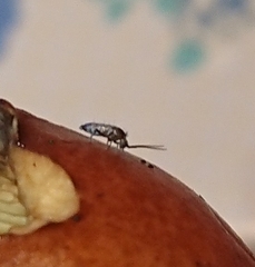 Tomocerinae