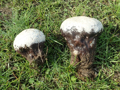 Calvatia lilacina