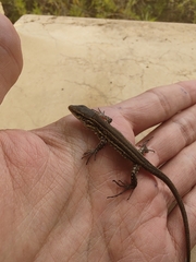 Gallotia galloti eisentrauti