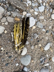 Colaptes auratus luteus