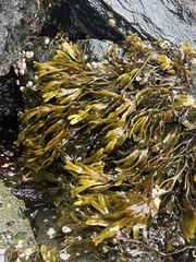 Fucus distichus