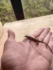 Gallotia galloti eisentrauti