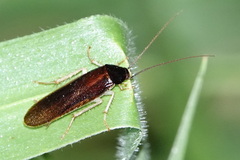 Blattellinae