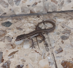 Gallotia galloti eisentrauti