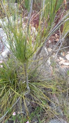 Anginon difforme