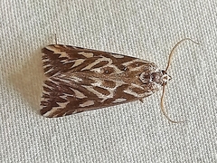 Argyrophora arcualis