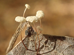 Marasmius epiphyllus