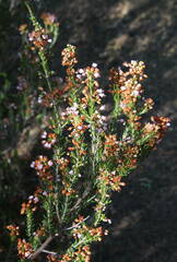 Erica manipuliflora