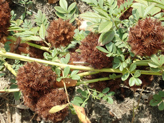 Glycyrrhiza echinata