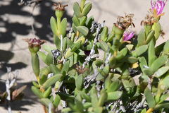 Ruschia cymbifolia