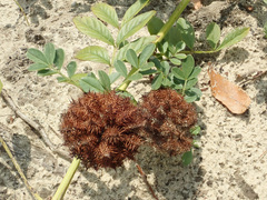 Glycyrrhiza echinata