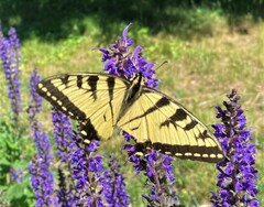 Papilio canadensis