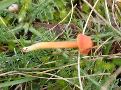 Hygrocybe mucronella