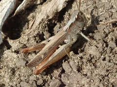 Chorthippus vagans
